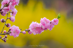 MOMOIRO1
