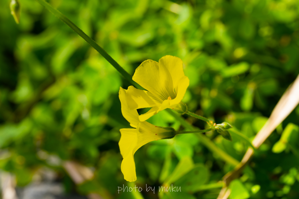 黄色い花