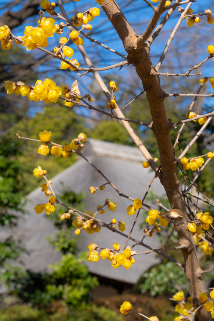 ロウバイのある境内２