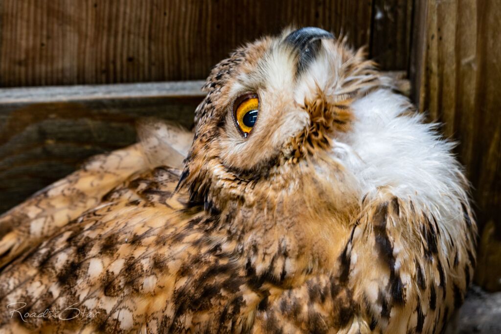 フクロウdays３－１