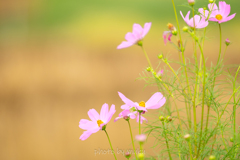 田んぼの秋桜２