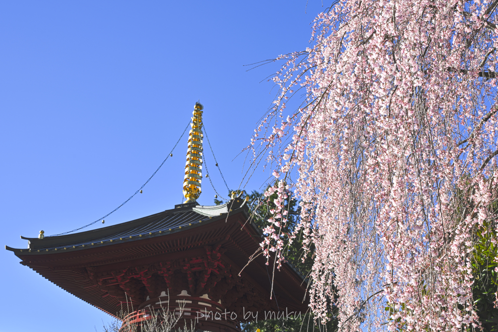 久遠寺の枝垂れ桜