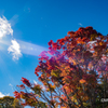 光る紅葉