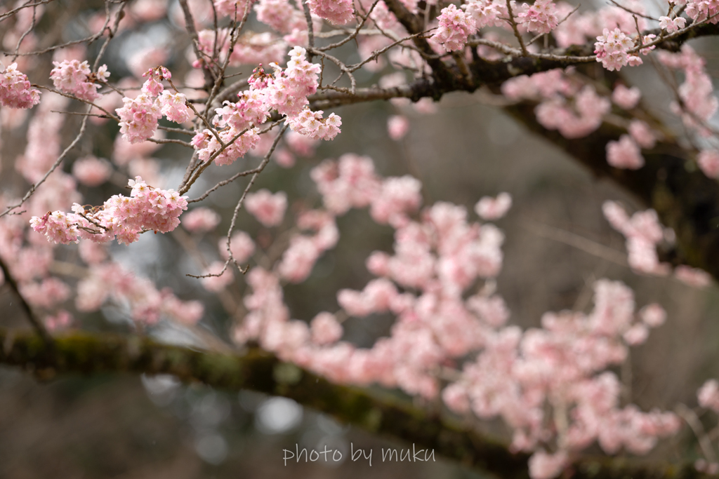 春めき桜１