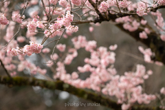 春めき桜１