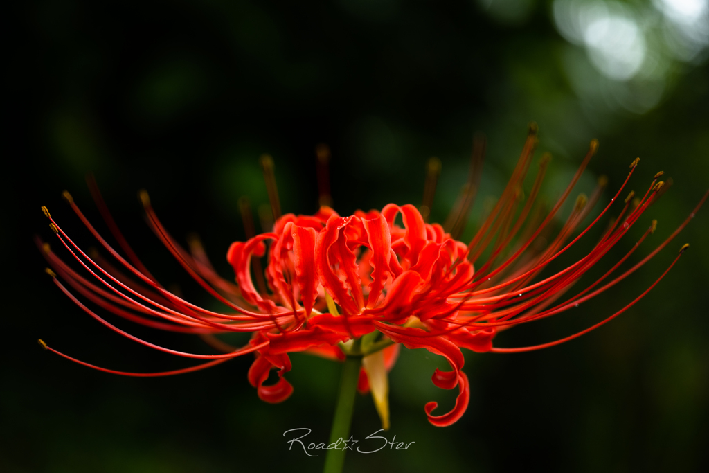 紅蓮の華よ咲き誇れ By ろーどすたー Id 写真共有サイト Photohito