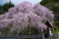 人里バス停の桜