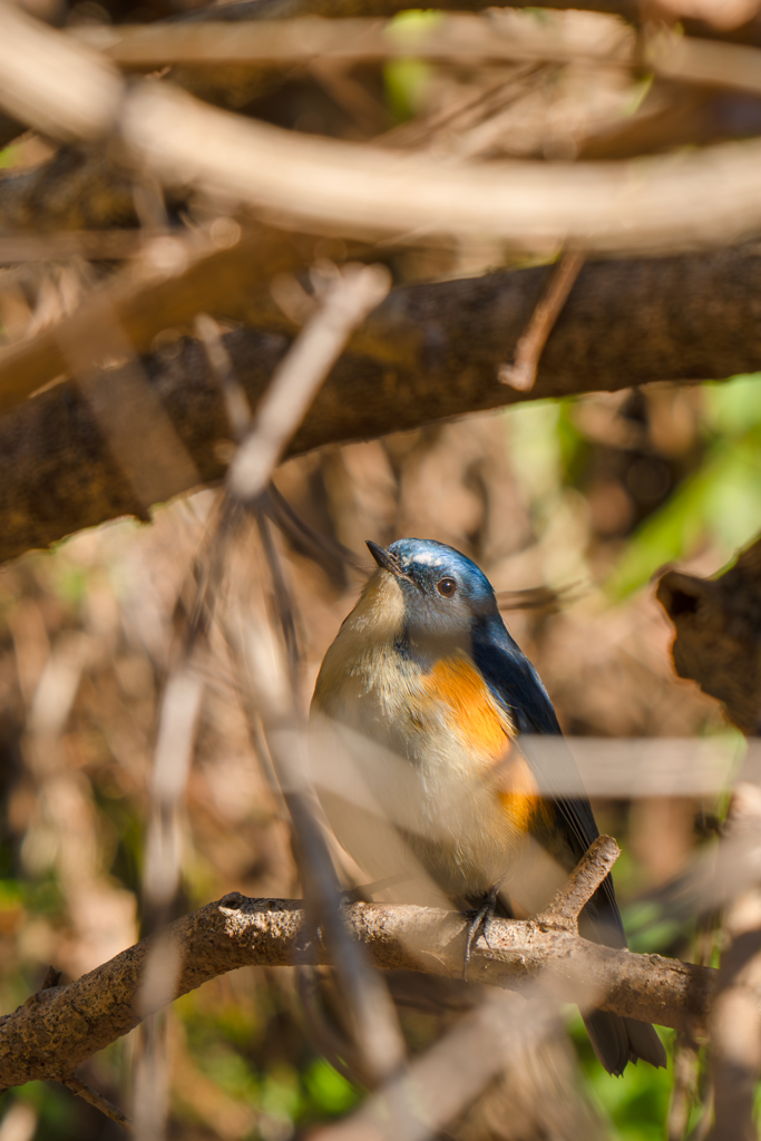 藪の中の貴公子２