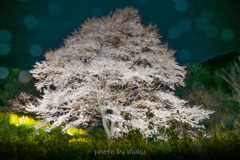 宵の薄墨桜２