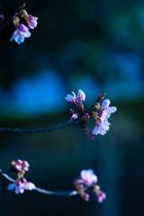 親水公園の桜２