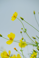 押し花２