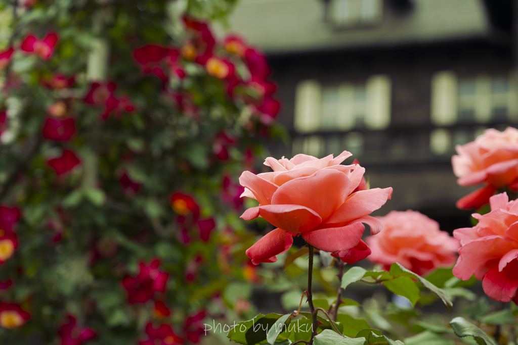 古河庭園の薔薇４