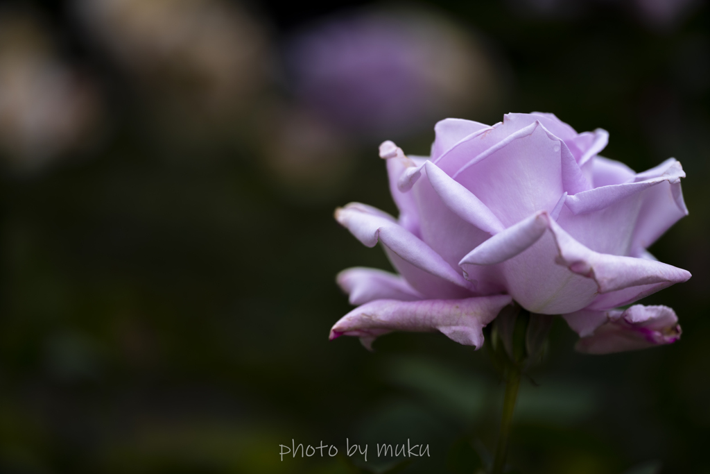 pink!-4