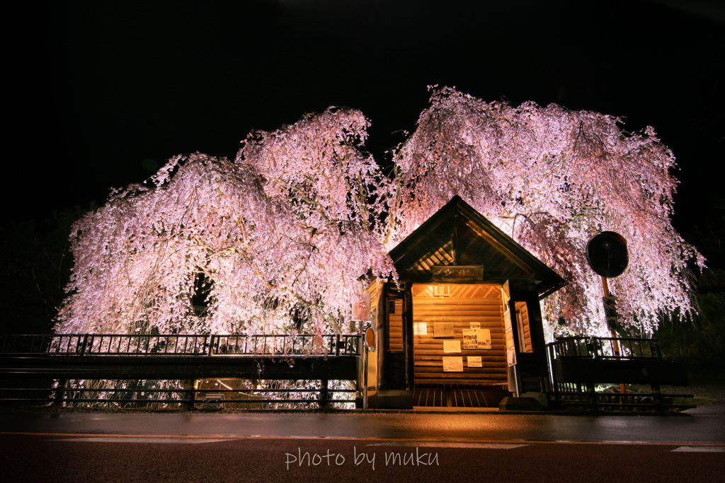 人里バス停の桜３