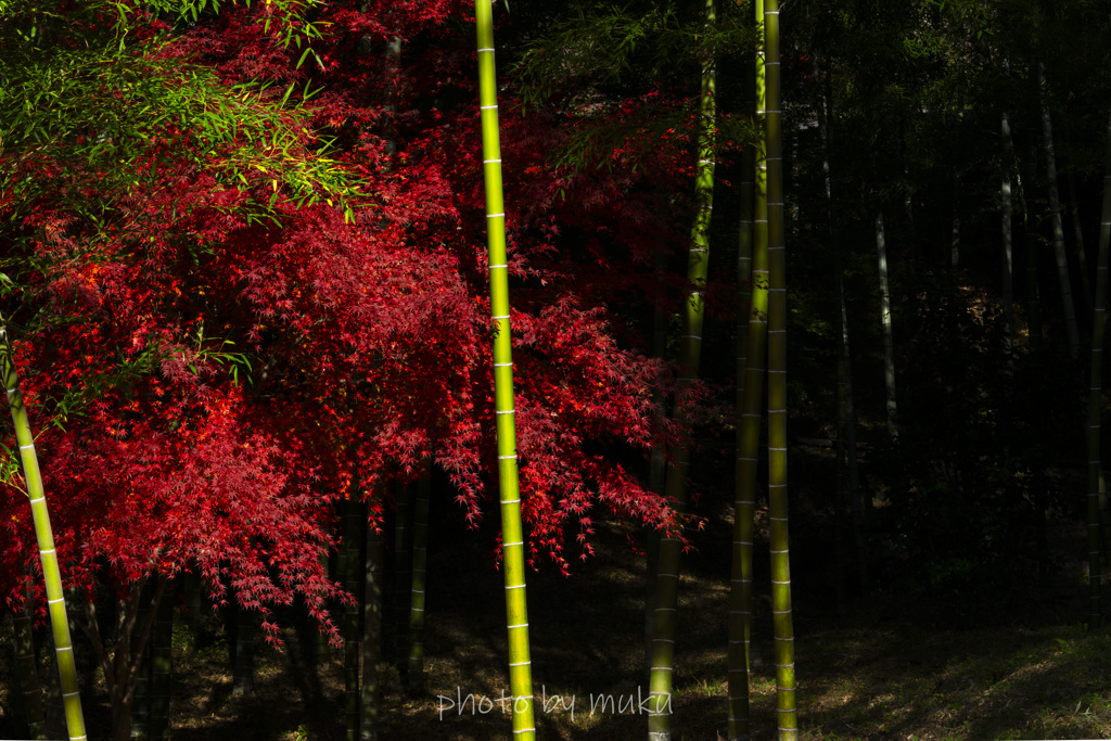 竹林に紅葉