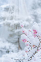 紅梅に雪化粧５