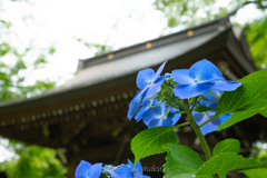 妙楽寺の紫陽花１