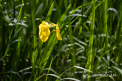 花菖蒲