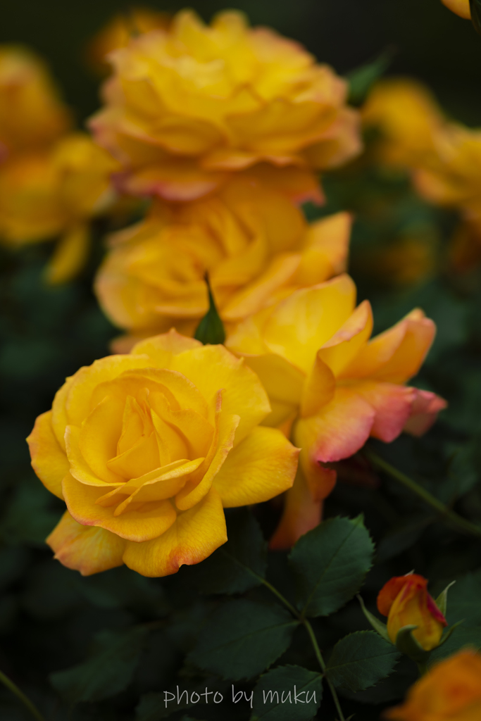 yellow５