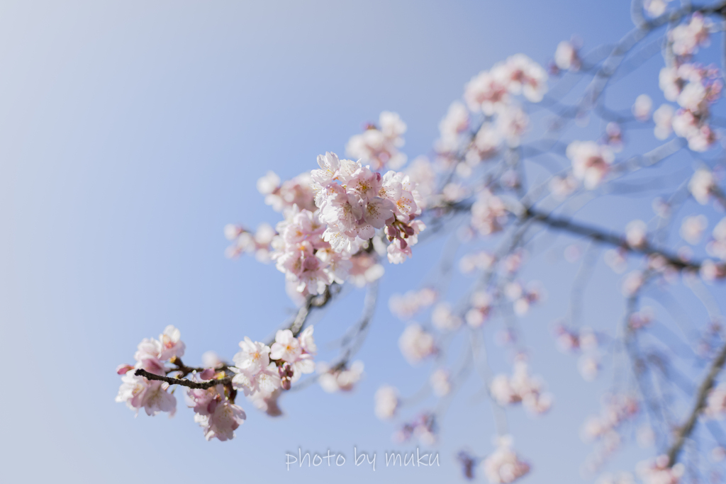 青空に寒桜１