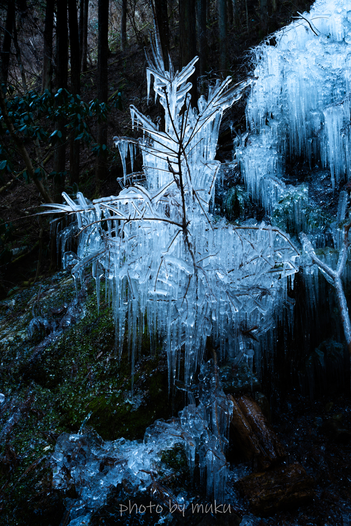 ICE Tree1