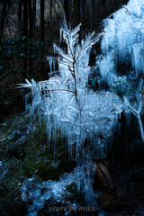 ICE Tree1