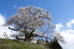 発地のヒガンザクラ１