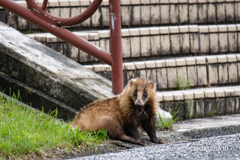 アナグマだけに・・・