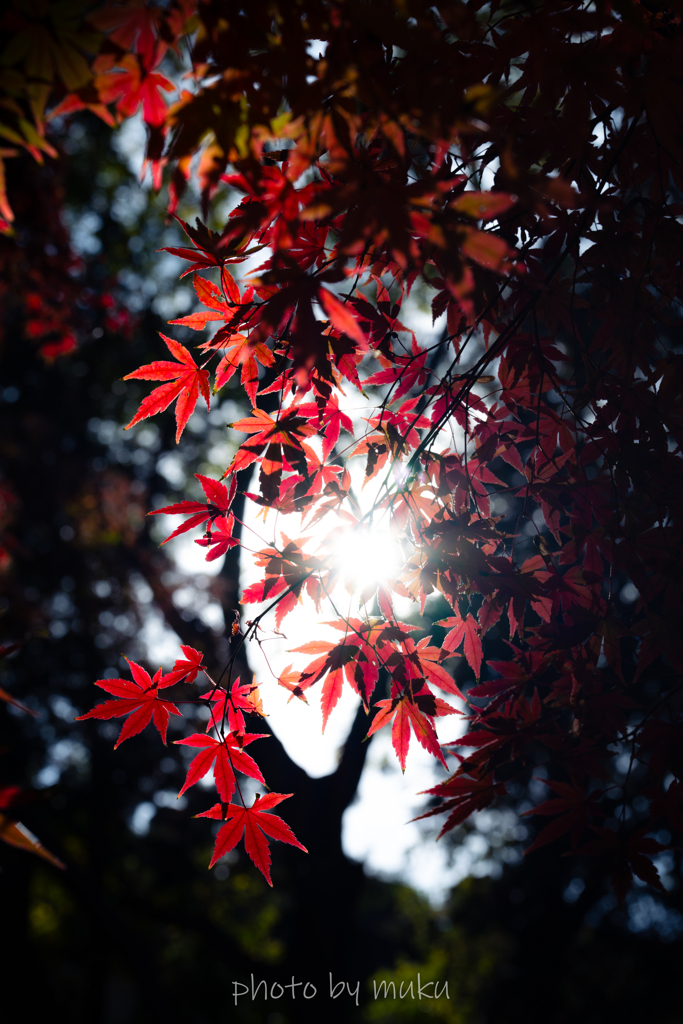 木漏れ日をうけて