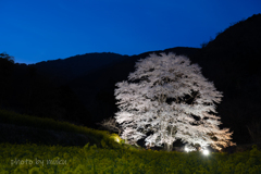 山裾の薄墨桜