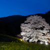 山裾の薄墨桜