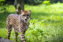 cheetah１