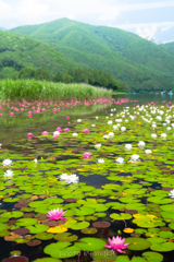 水面に咲きそろう