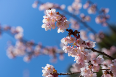 寒桜咲く２
