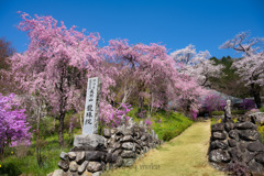 春の龍珠院