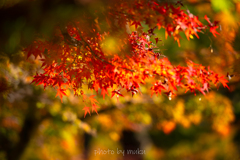 紅葉の帳