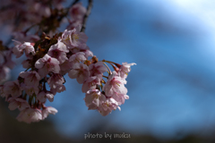 寒桜咲く３