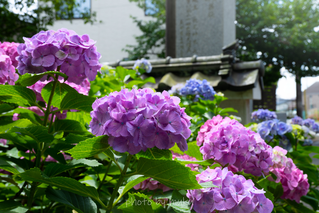 妙楽寺の紫陽花４
