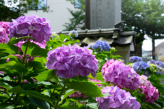 妙楽寺の紫陽花４