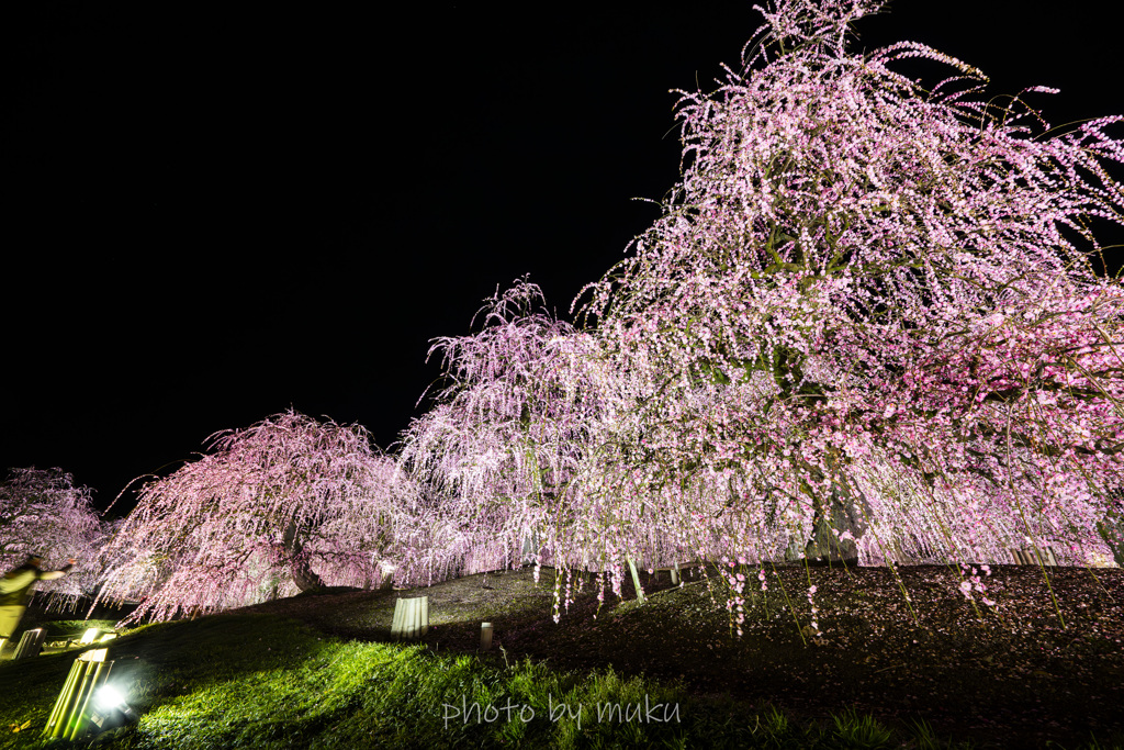 春の夜の夢４