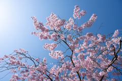 青空に向かって