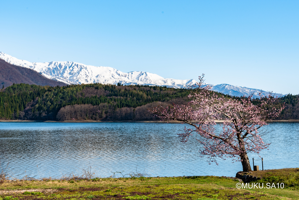 青木湖の一本桜