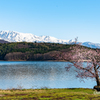 青木湖の一本桜
