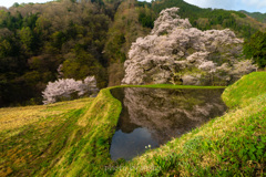 駒つなぎの桜１
