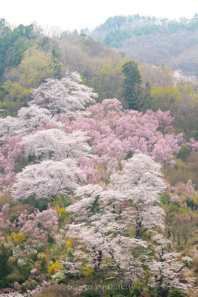 山笑う３