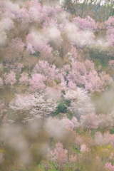 山笑う１