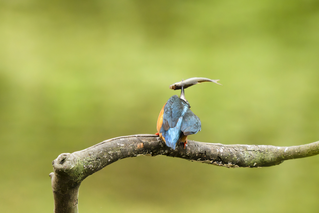 池の上で朝食を３