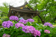 妙楽寺の紫陽花５