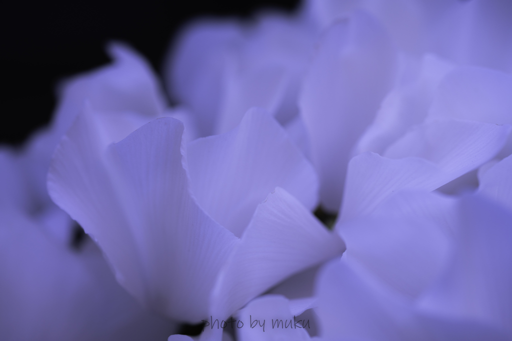 Cyclamen persicum３