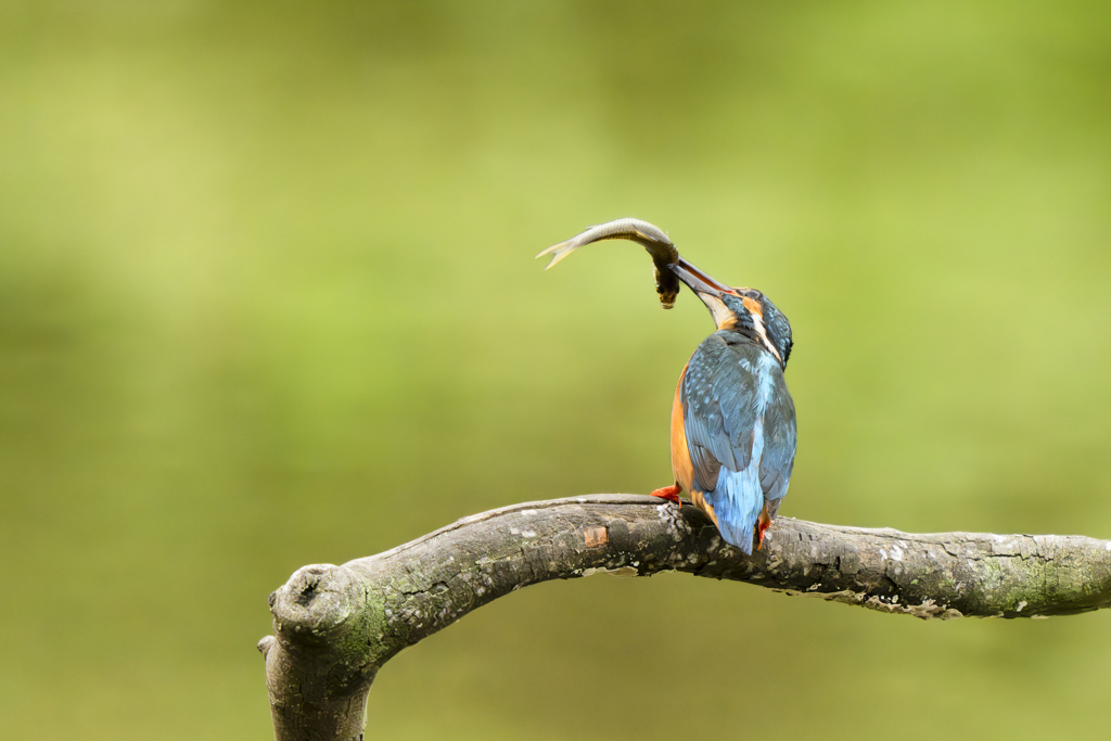 池の上で朝食を２